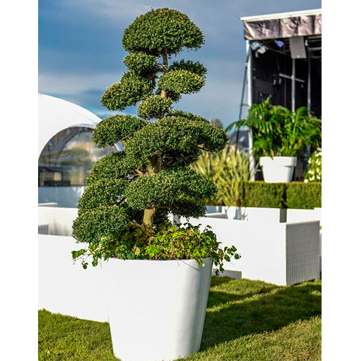Asien Ilex Crenata, Macro-Bonsai