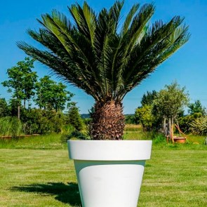 Cycas-im-Gartentopf.jpg